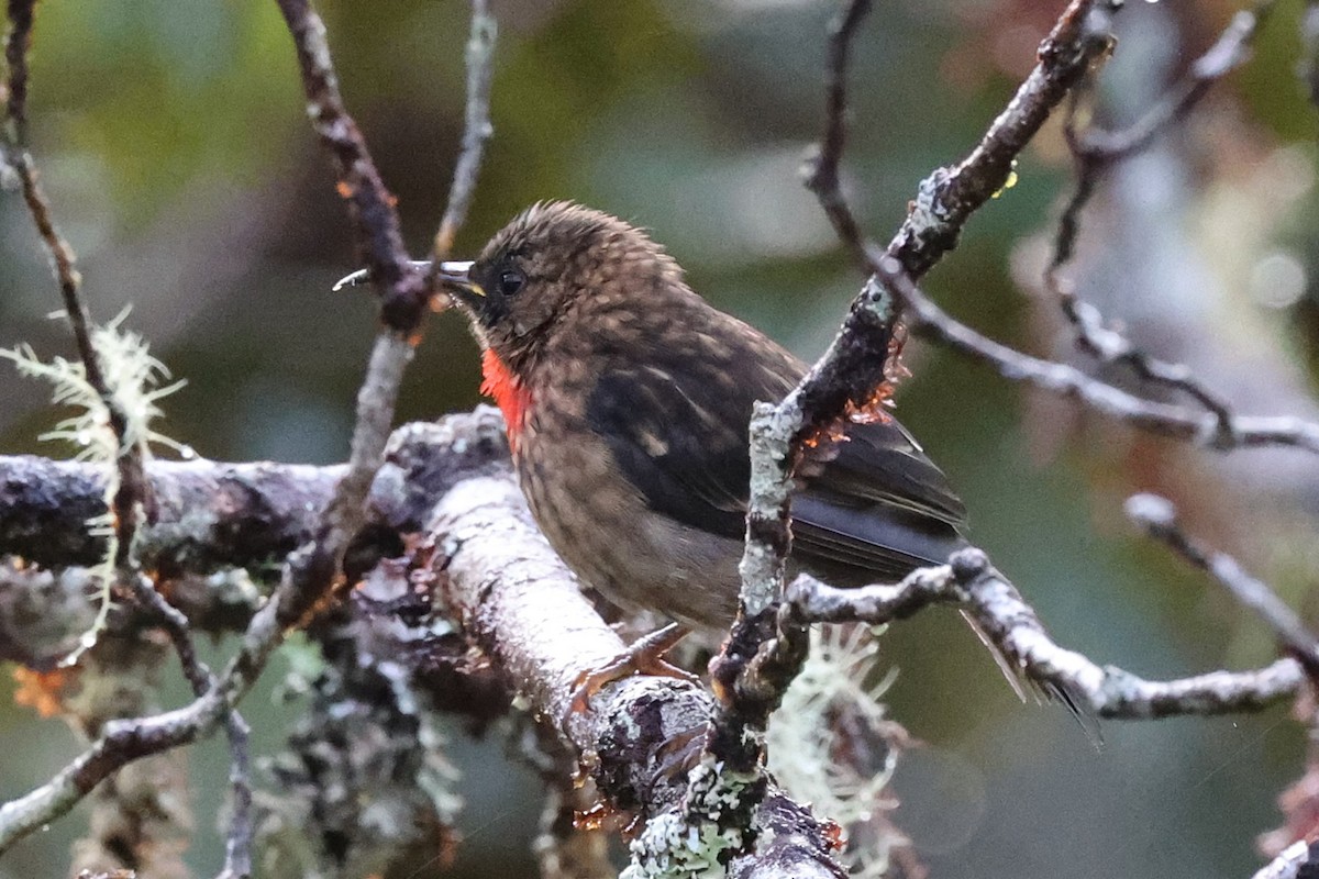 Red-collared Myzomela - ML638832316