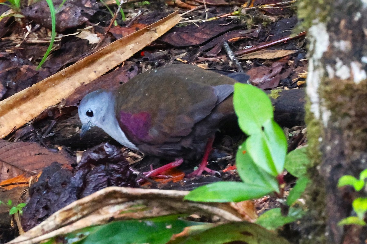 Gallicolombe de Beccari - ML638832323