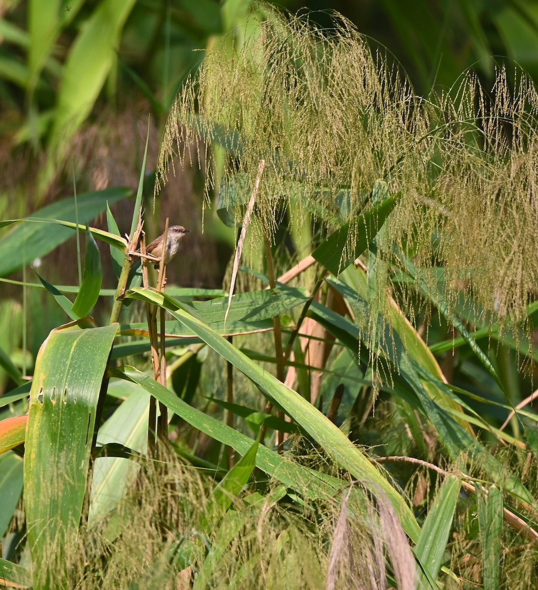 Gray-crowned Prinia - ML638832423
