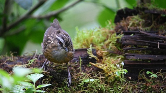 Mountain Wren-Babbler - ML638832506