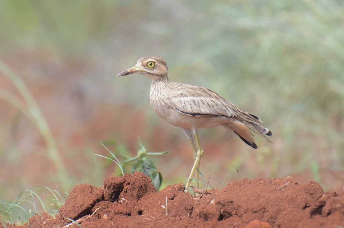 Indian Thick-knee - ML638832511