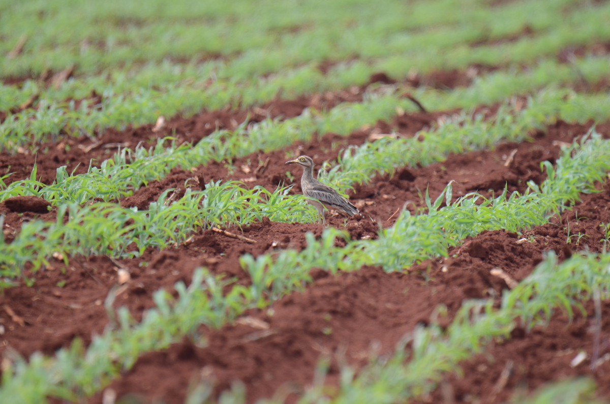 Indian Thick-knee - ML638832513