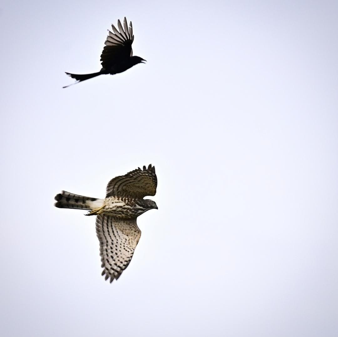 Shikra - ML638832558