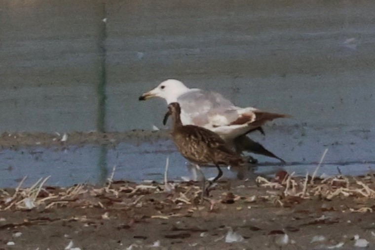 Mongolian Gull - ML638832565