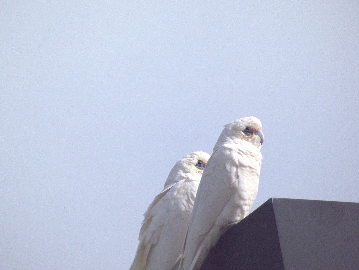 Little Corella - ML638832591