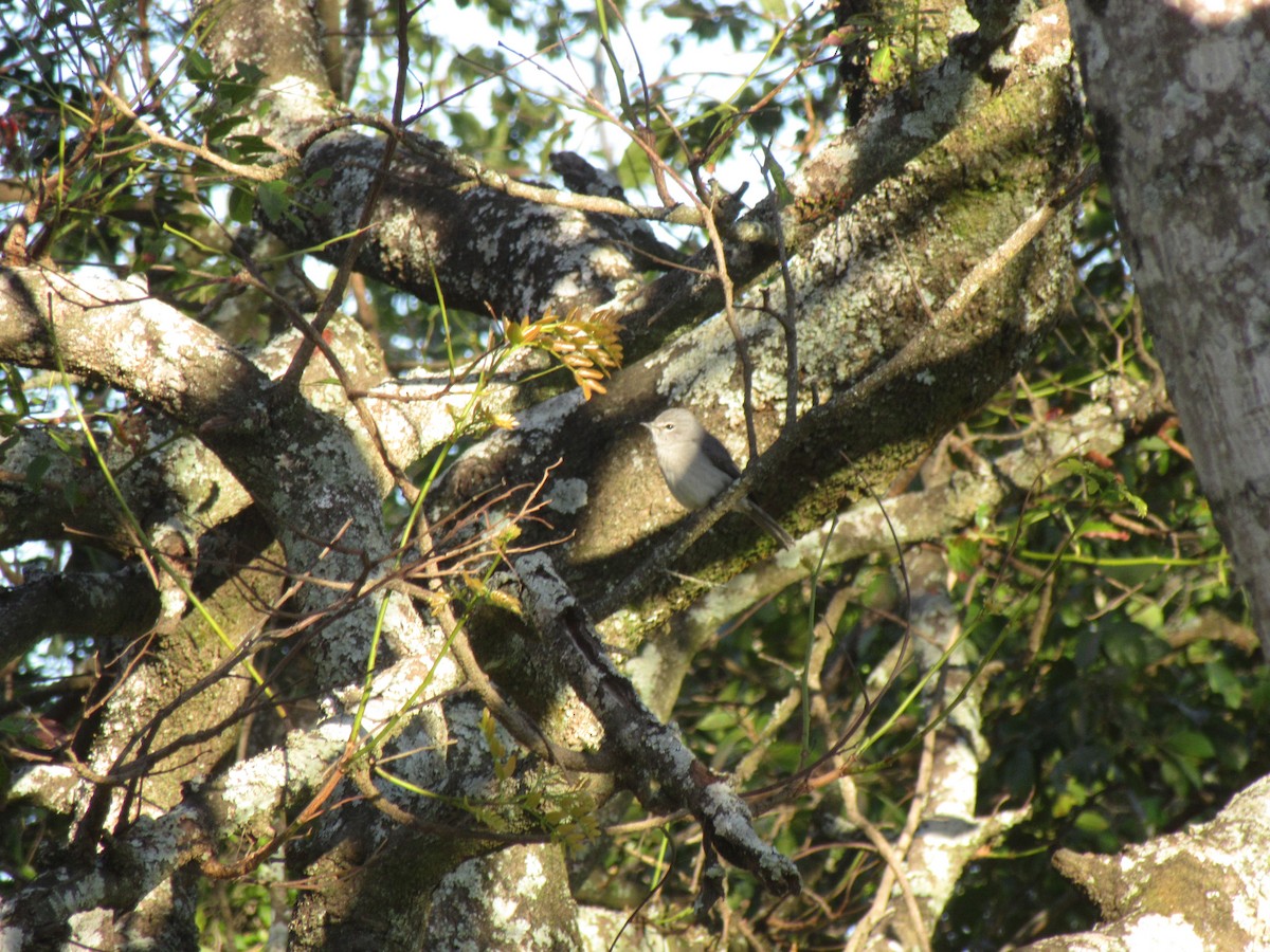 Ashy Flycatcher - ML638832595