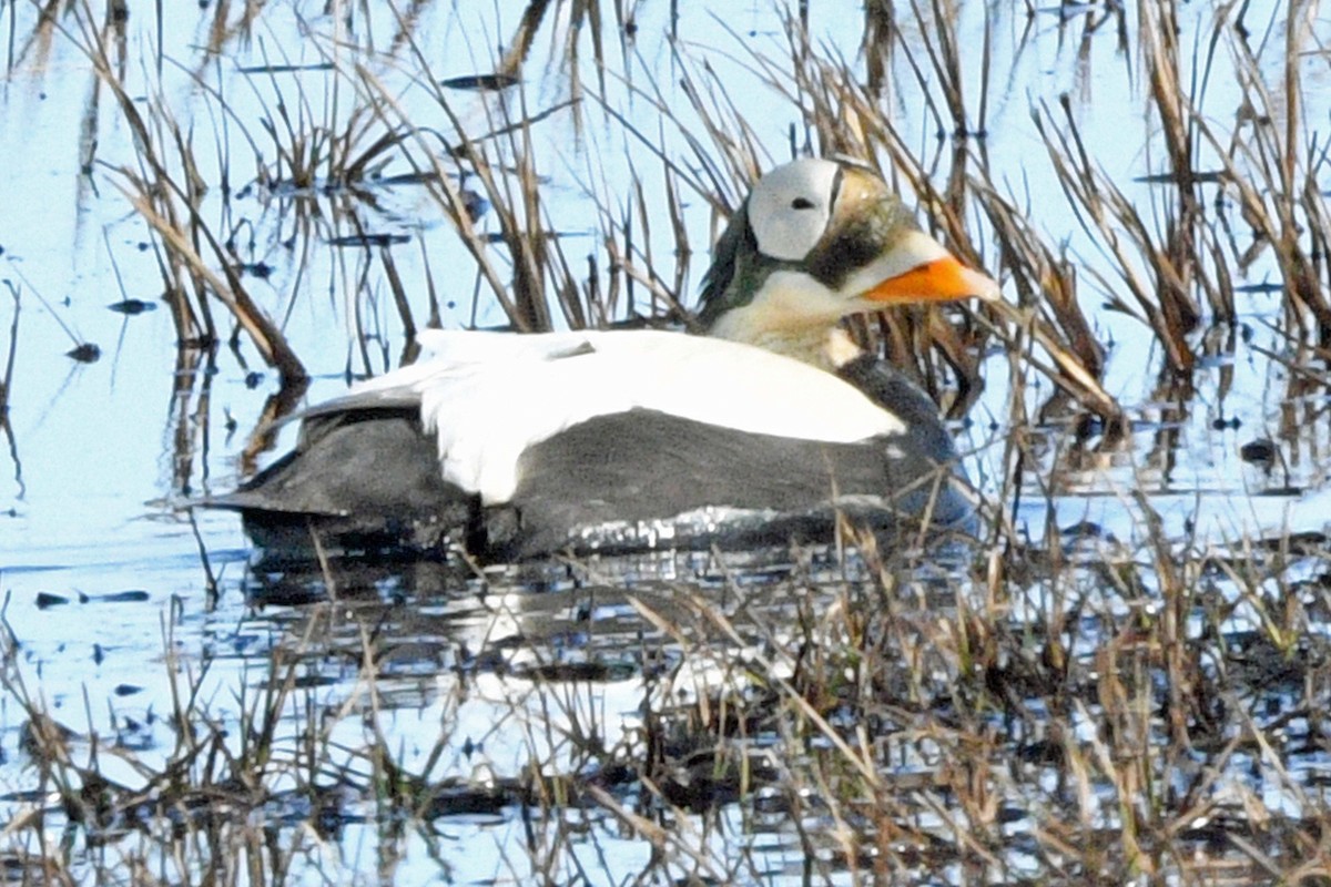 Spectacled Eider - ML638832599