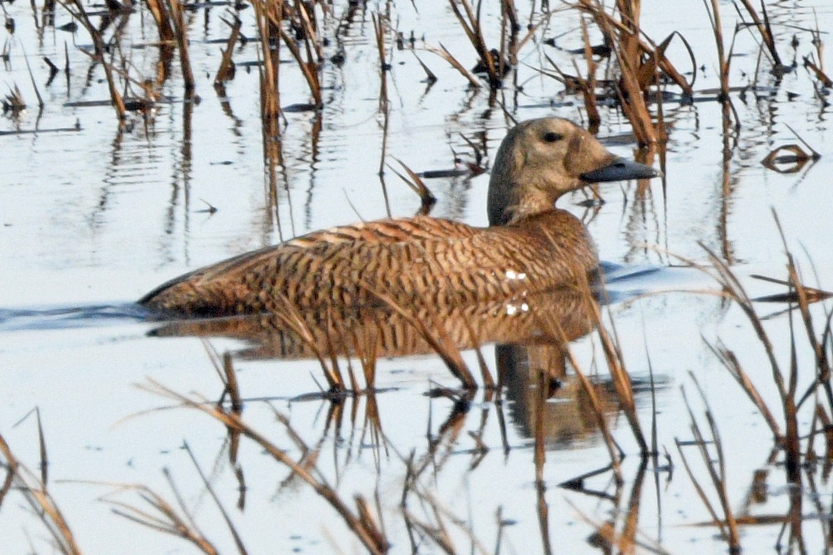 Spectacled Eider - ML638832607