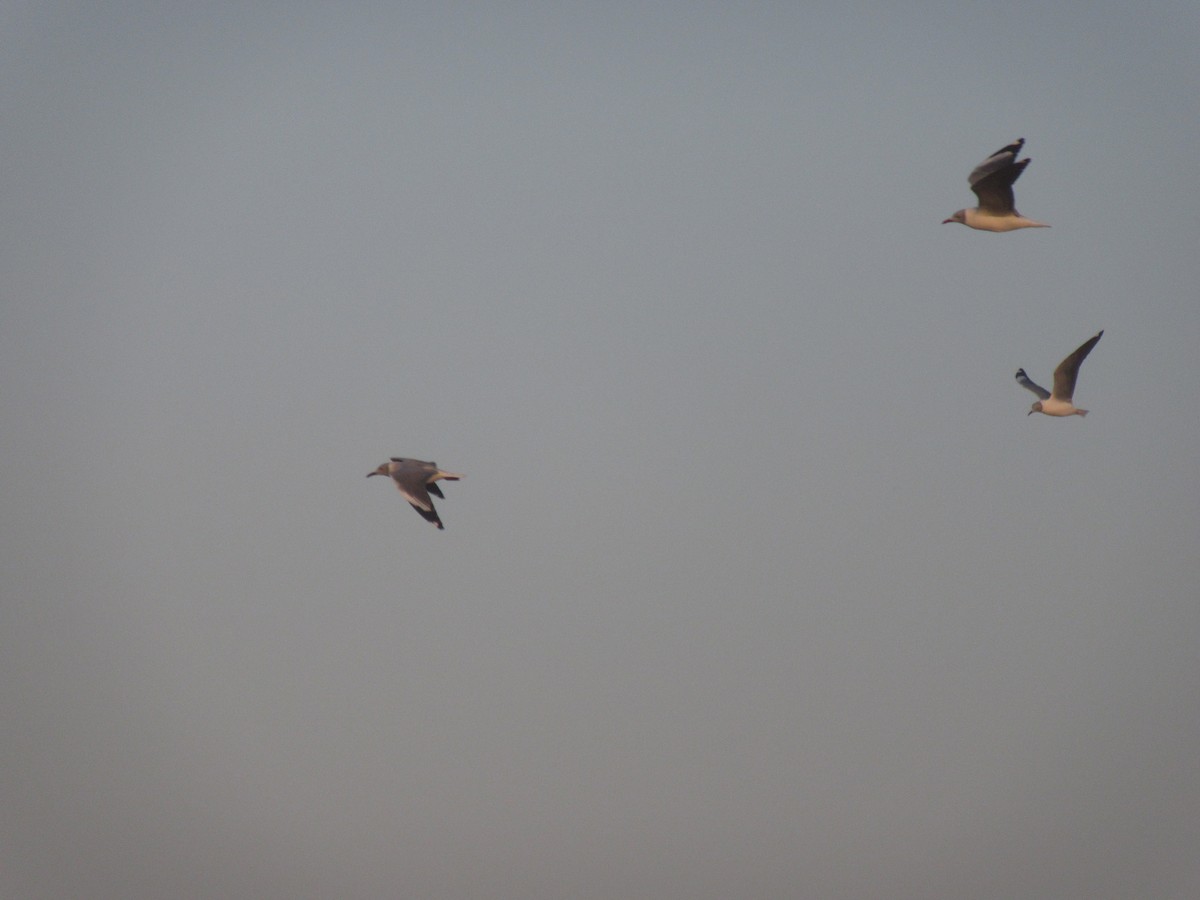 Gray-hooded Gull - ML638832613