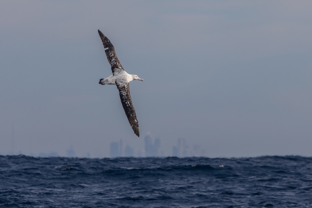 Antipodean Albatross (Gibson's) - ML638832615