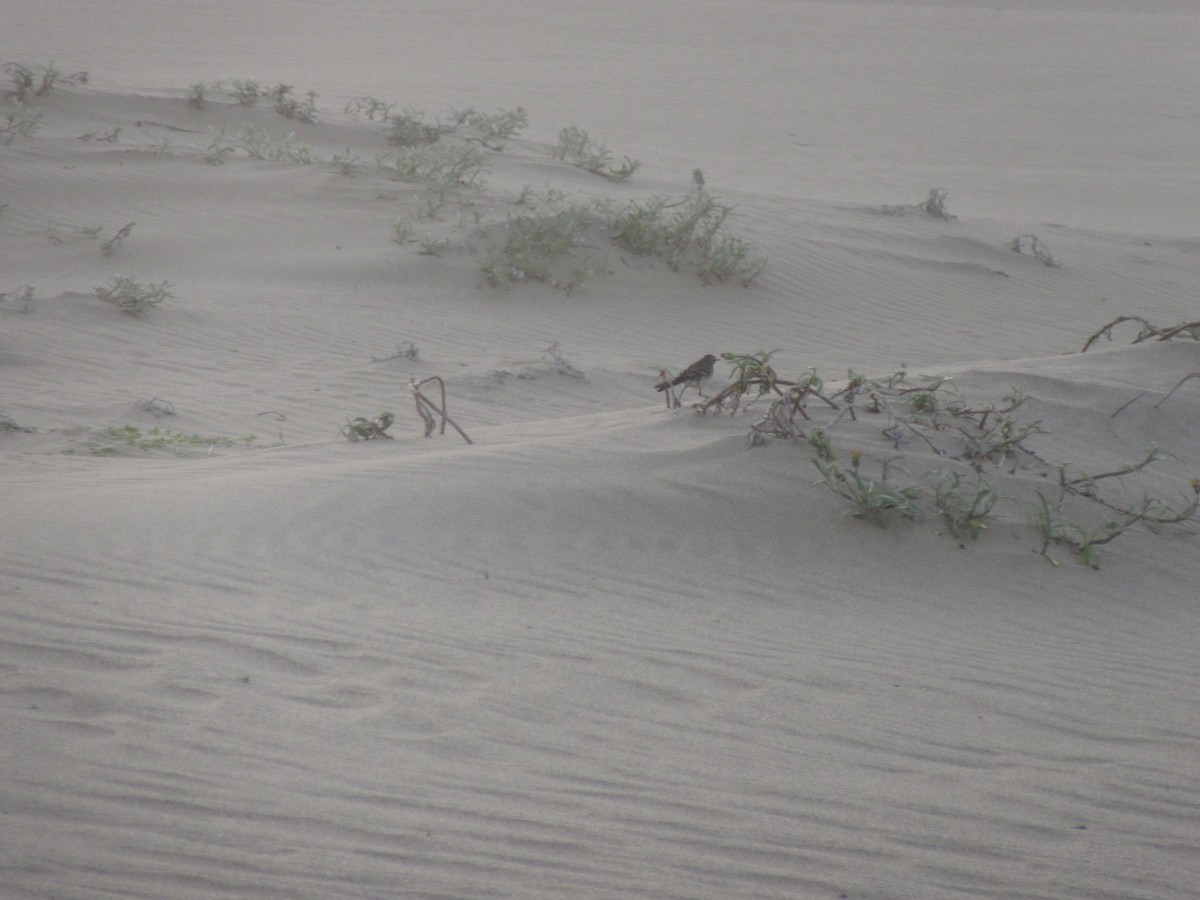 Cape Wagtail - ML638832619