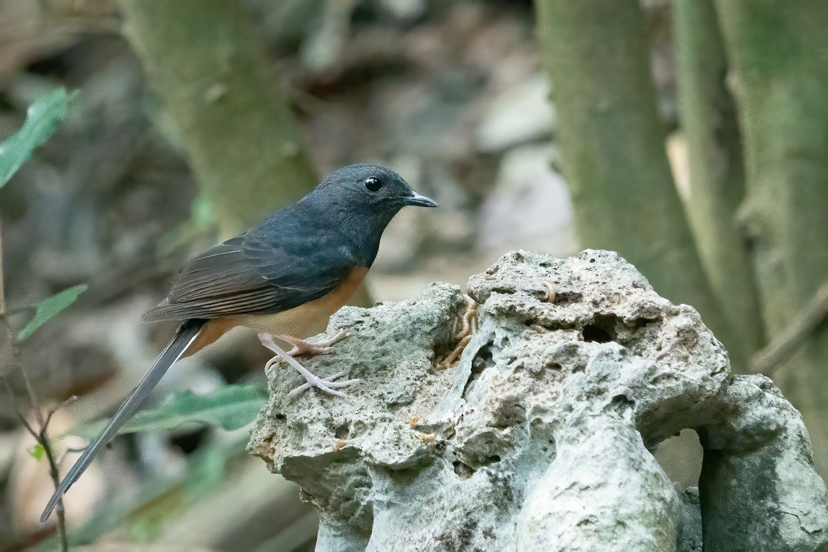 White-rumped Shama - ML638832623