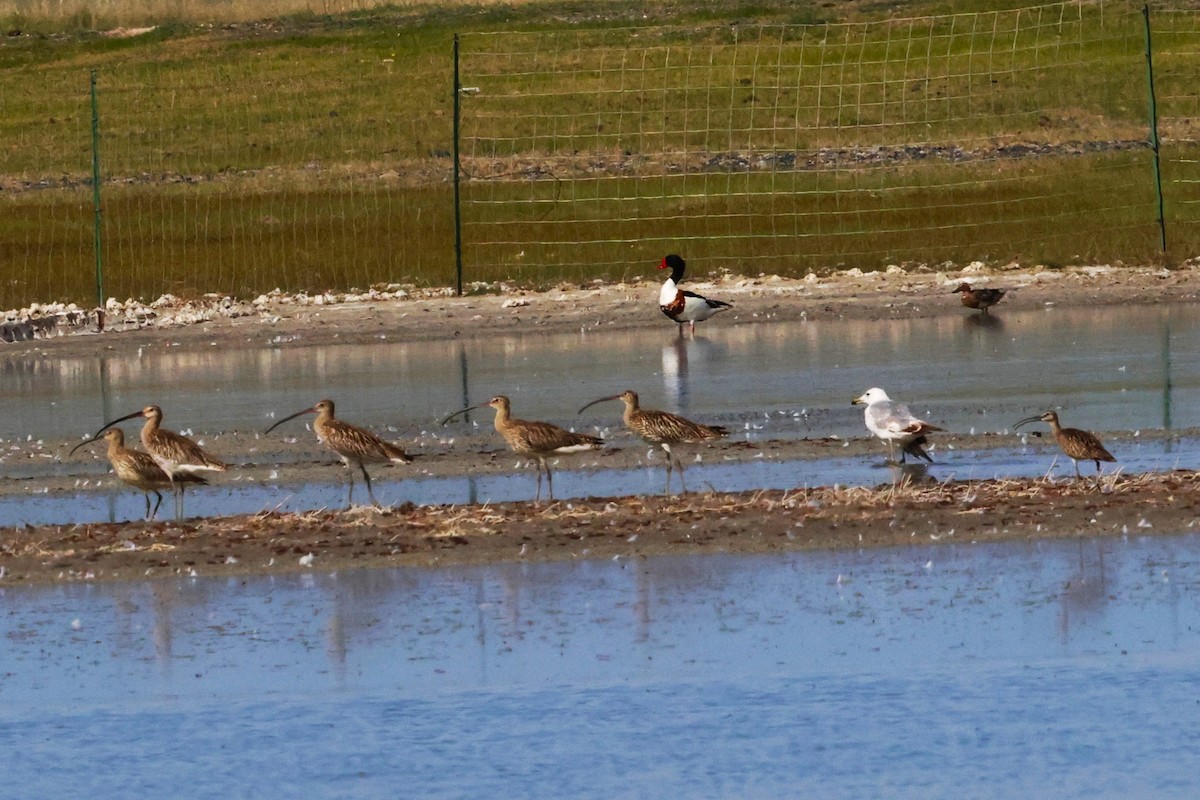 Mongolian Gull - ML638832637