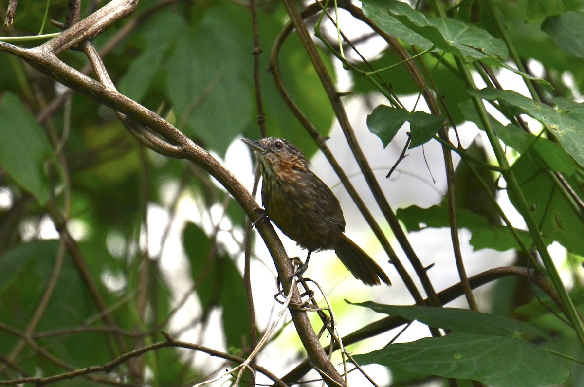Rufous Limestone Babbler - ML638832704