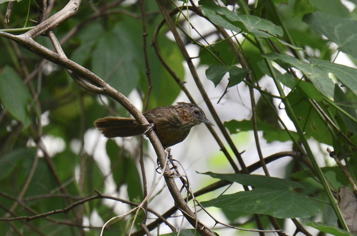 Rufous Limestone Babbler - ML638832705