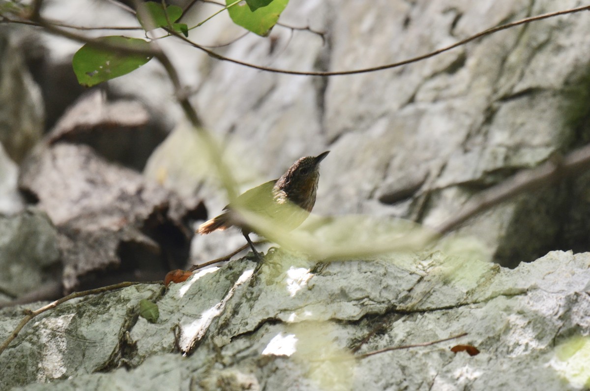Rufous Limestone Babbler - ML638832706