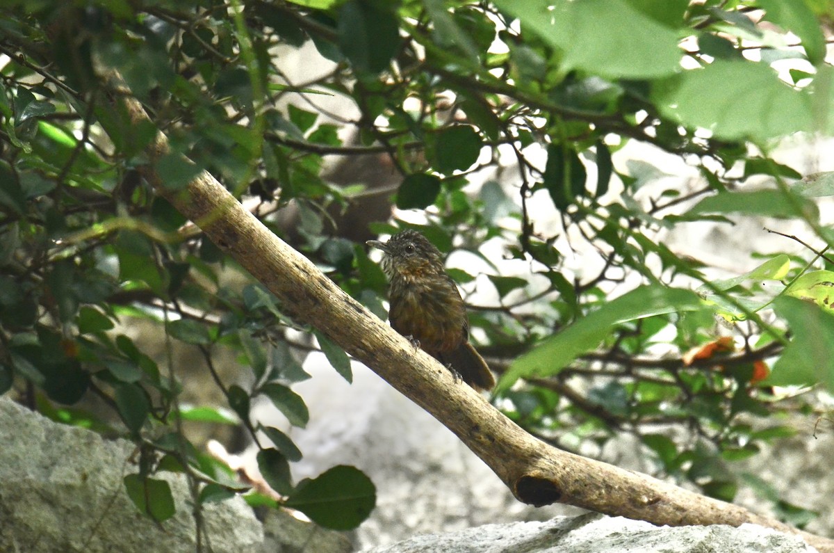 Rufous Limestone Babbler - ML638832707