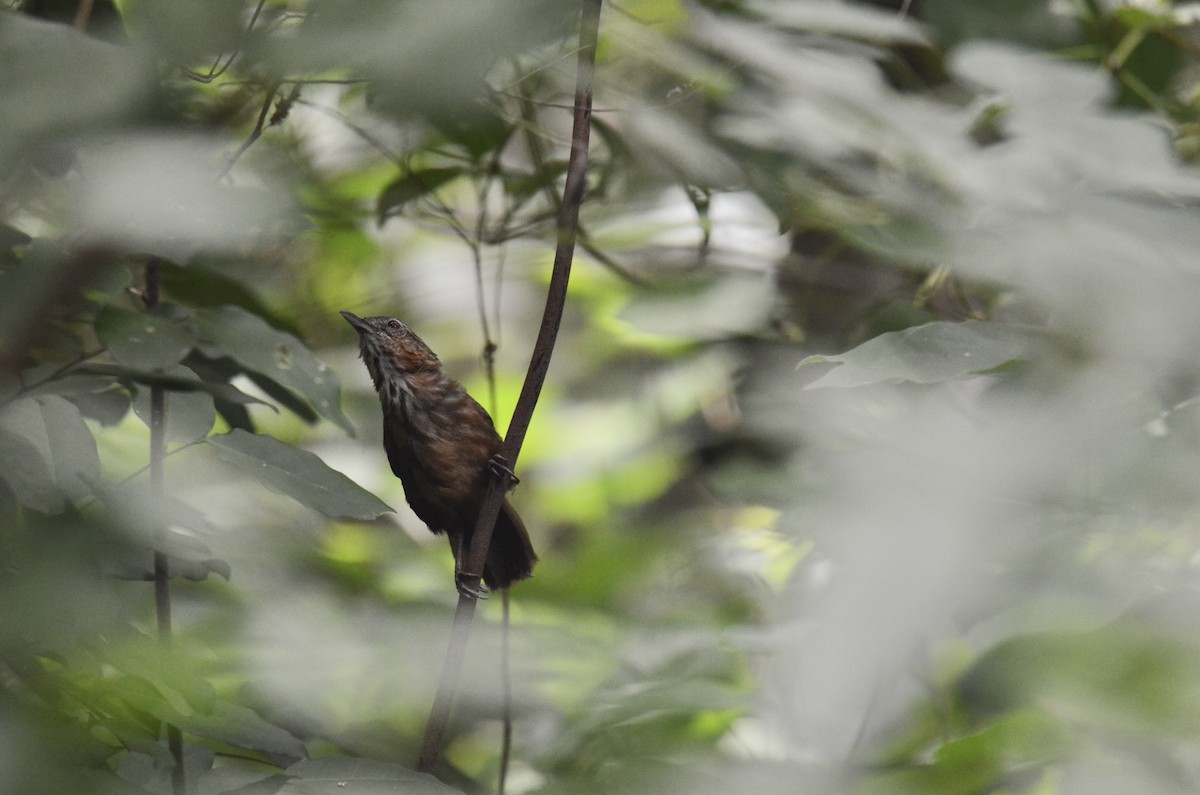 Rufous Limestone Babbler - ML638832708