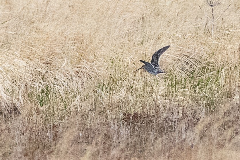 Wilson's Snipe - ML638832744