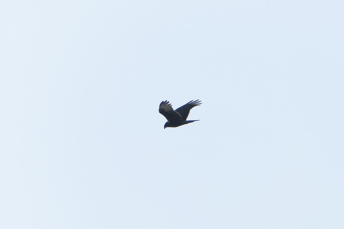 Eastern Marsh Harrier - ML638832769