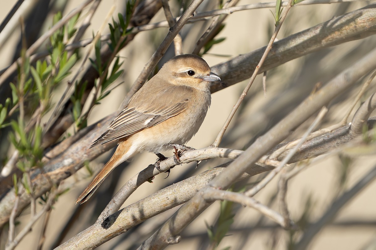 Alcaudón Isabel (isabellinus) - ML638832775