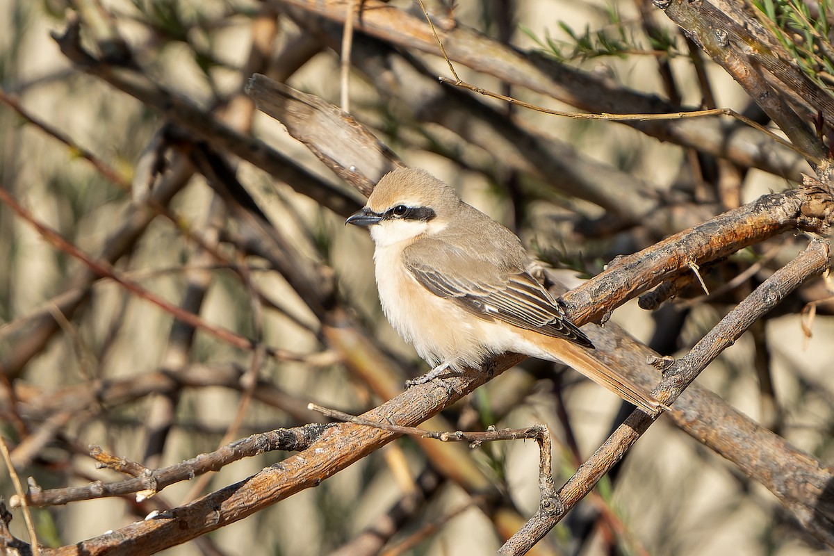 Alcaudón Isabel (isabellinus) - ML638832776