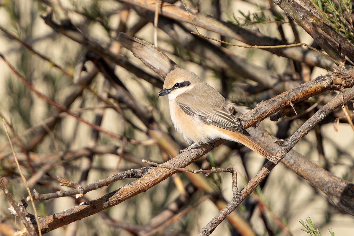 Alcaudón Isabel (isabellinus) - ML638832778