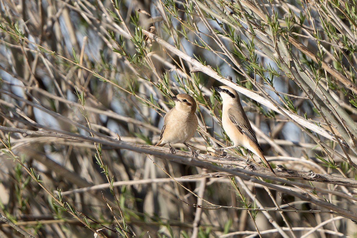 Alcaudón Isabel (isabellinus) - ML638832780