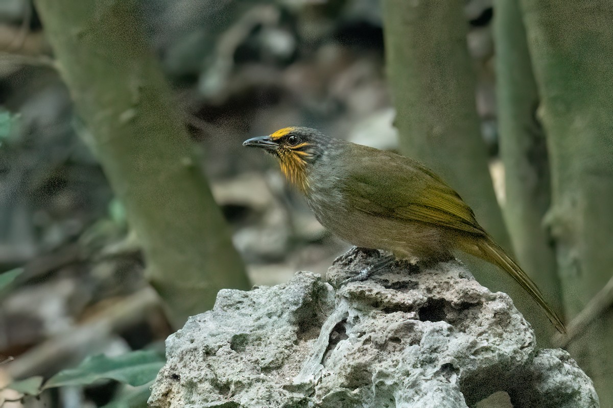 Stripe-throated Bulbul - ML638832786
