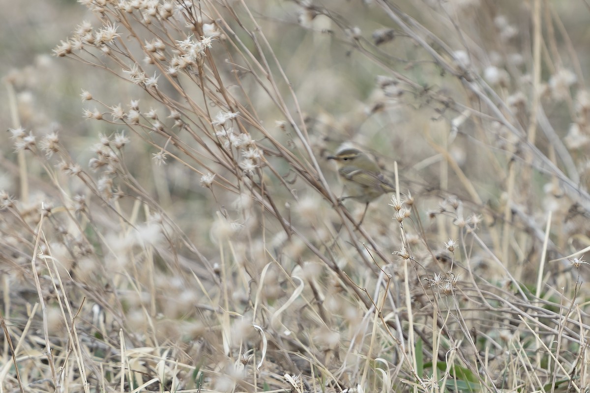 Hume's Warbler - ML638832791