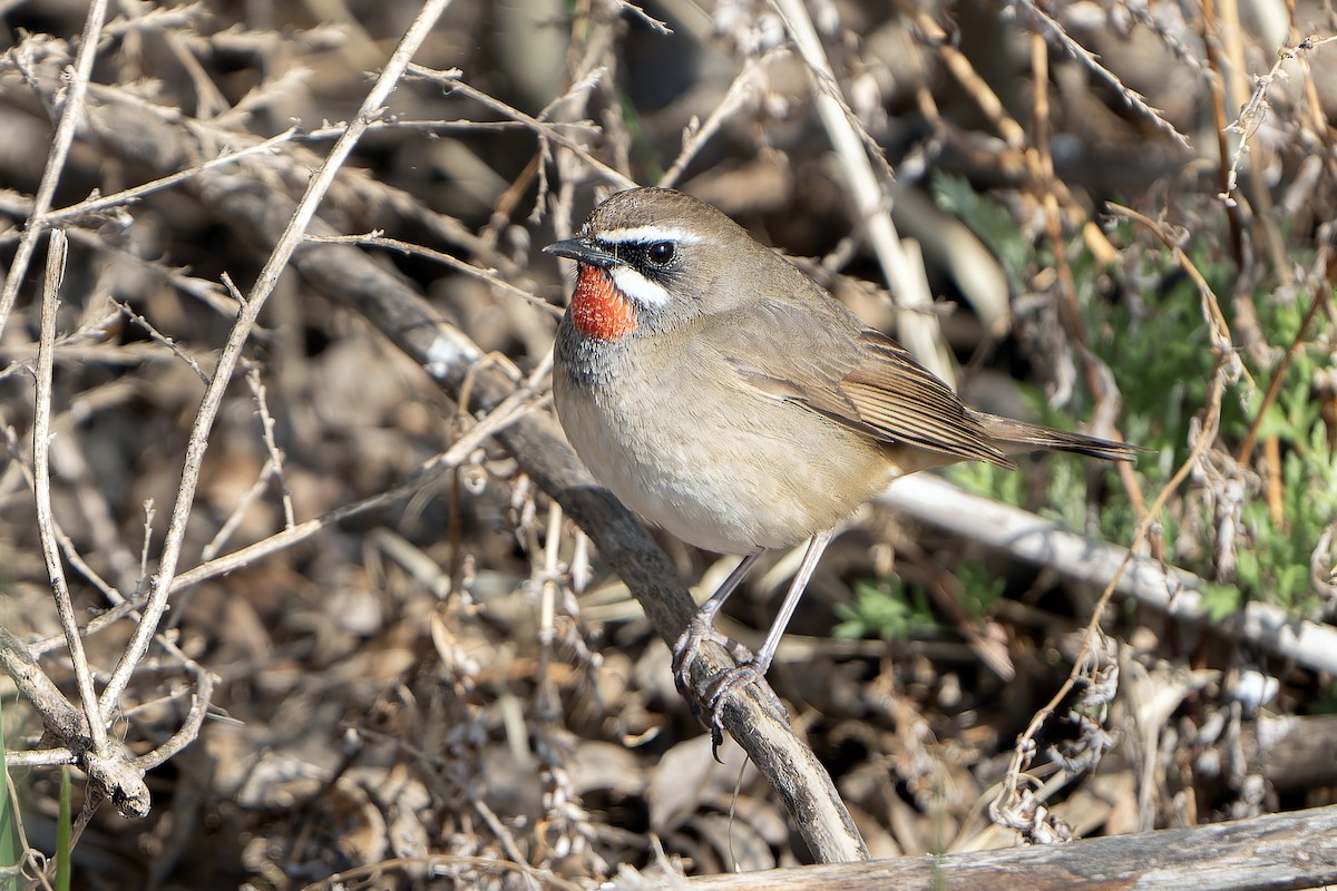 Siberian Rubythroat - ML638832801