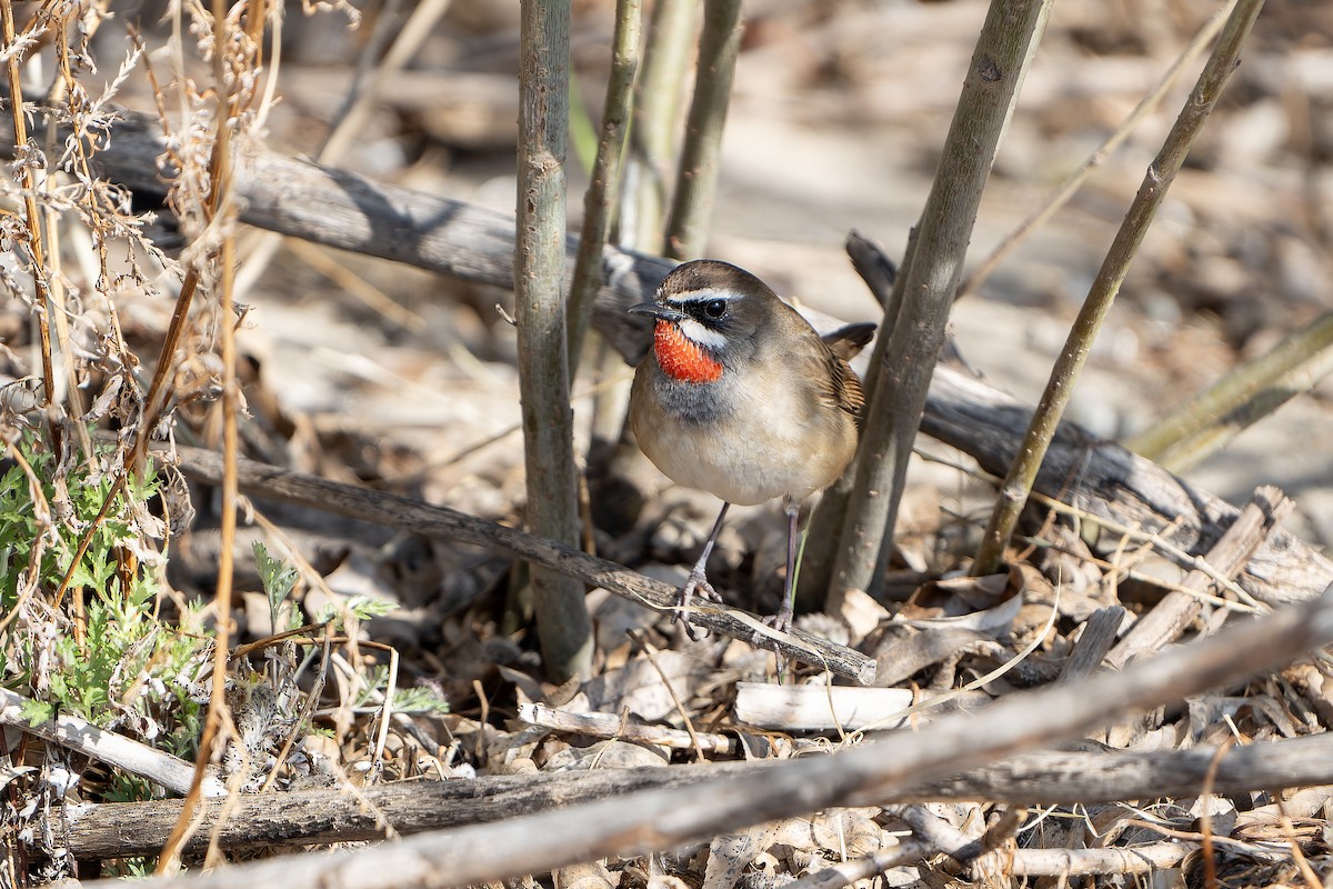 Siberian Rubythroat - ML638832802