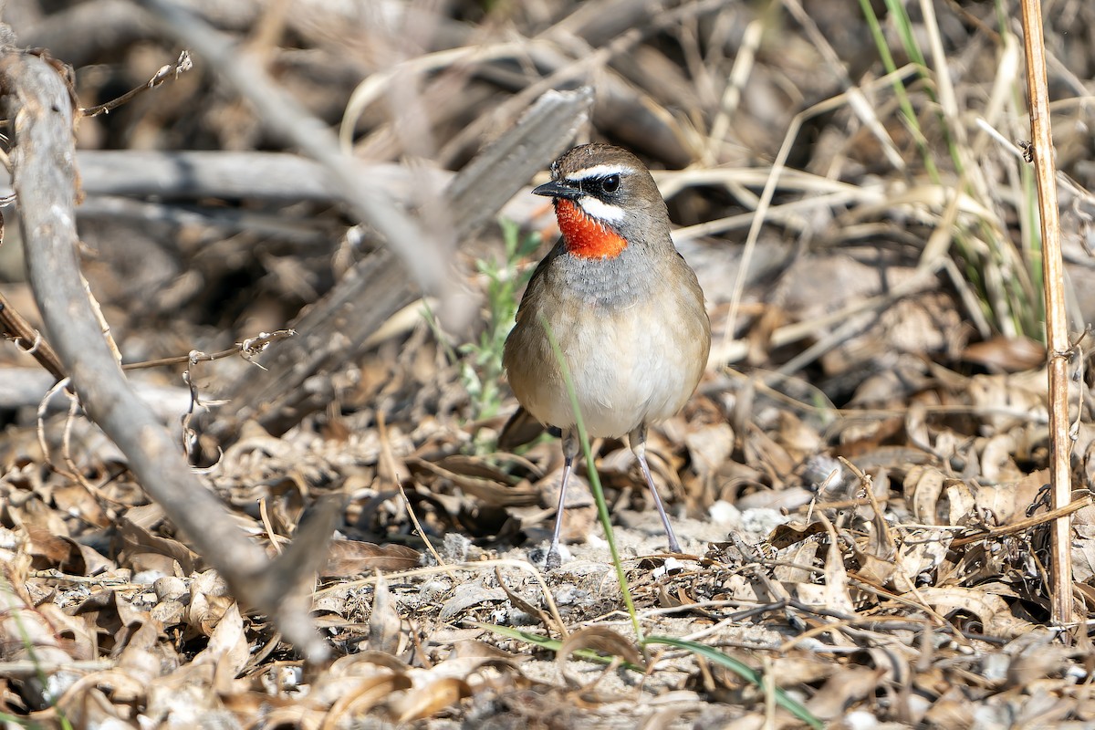 Siberian Rubythroat - ML638832803