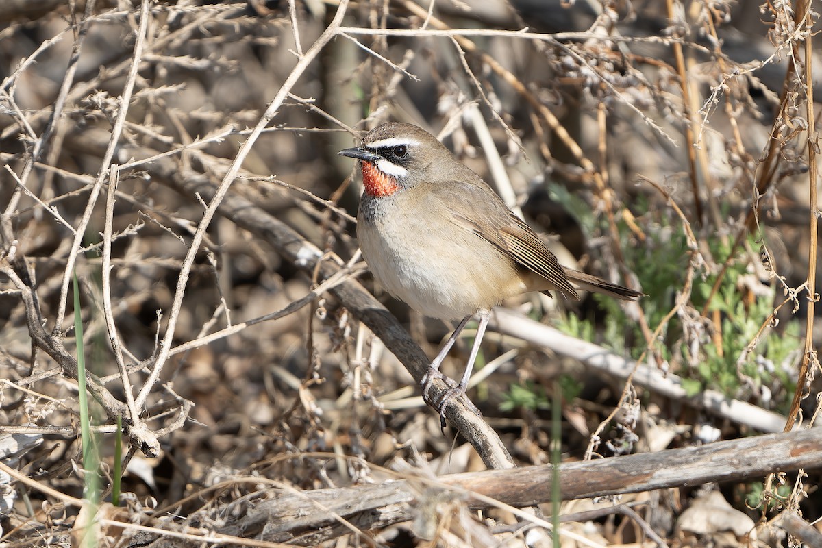 Siberian Rubythroat - ML638832804