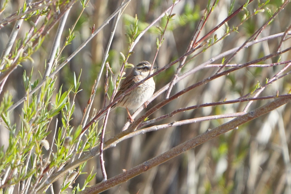 Siberian Accentor - ML638832821