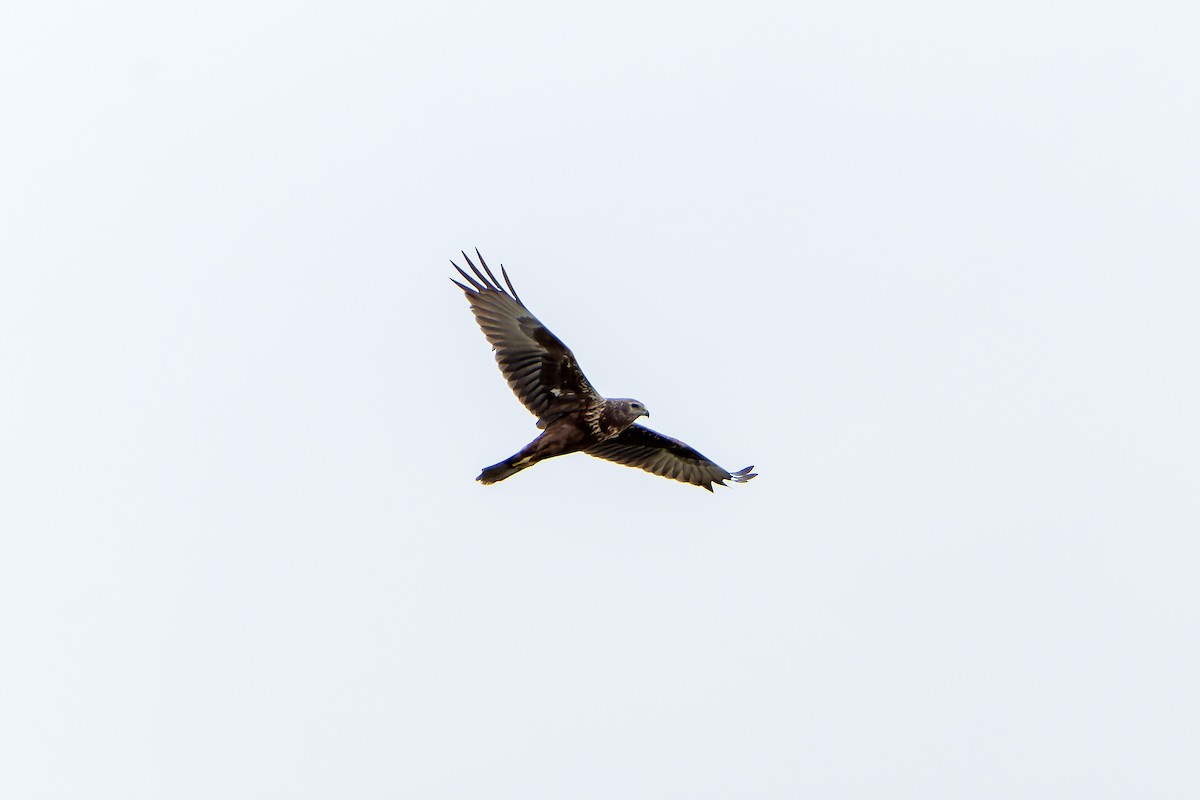 Eastern Marsh Harrier - ML638832839