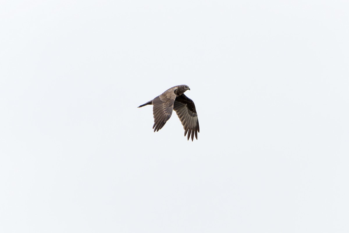 Eastern Marsh Harrier - ML638832840