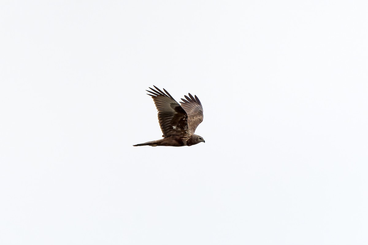 Eastern Marsh Harrier - ML638832841