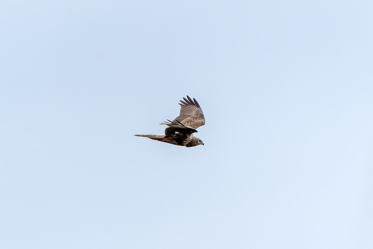 Eastern Marsh Harrier - ML638832842