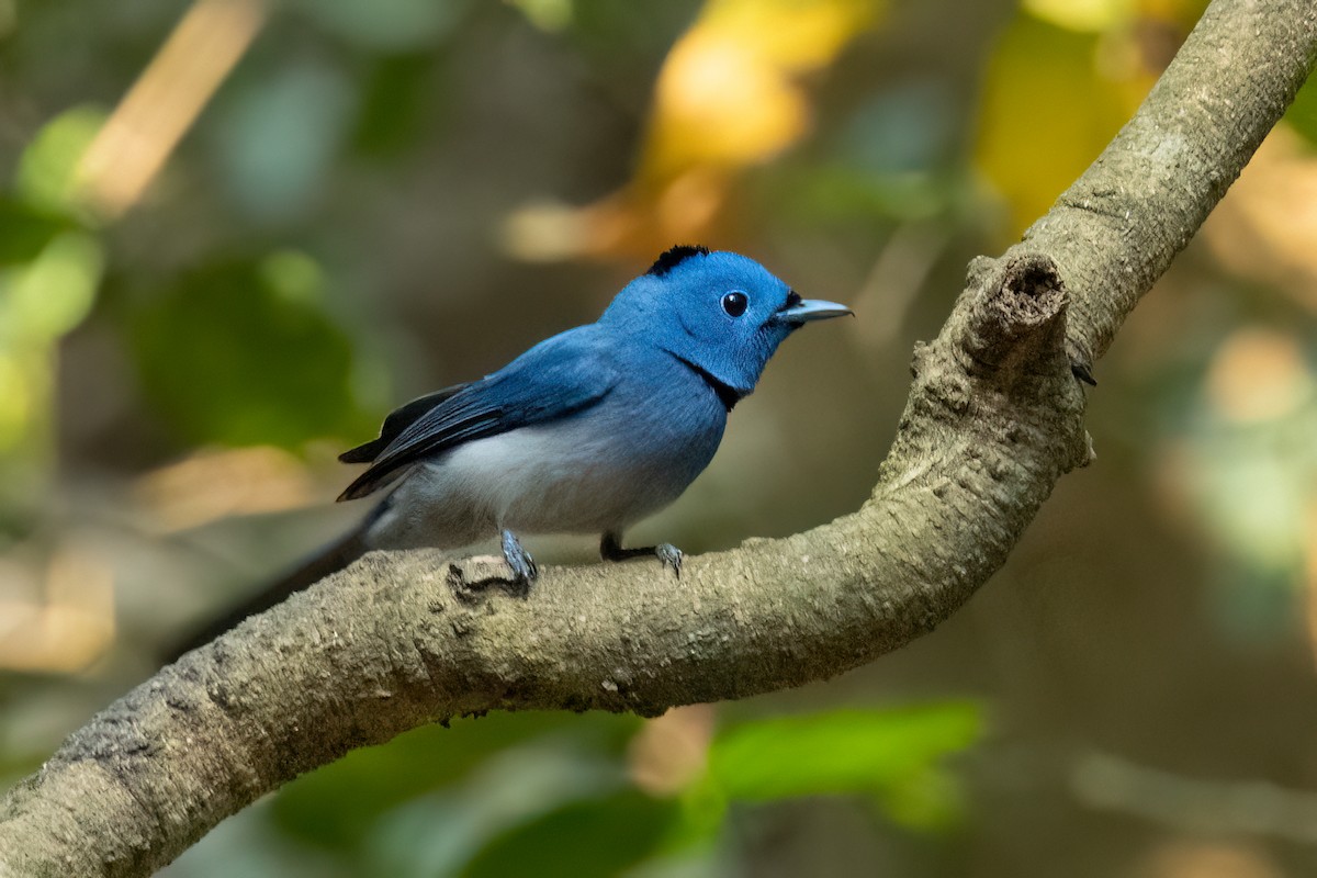 Black-naped Monarch - ML638832847