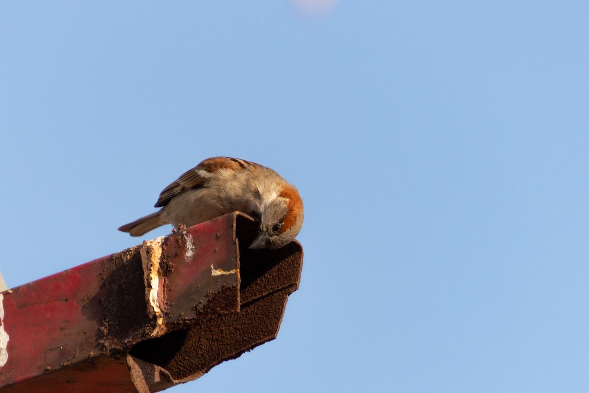 Sind Sparrow - ML638832857