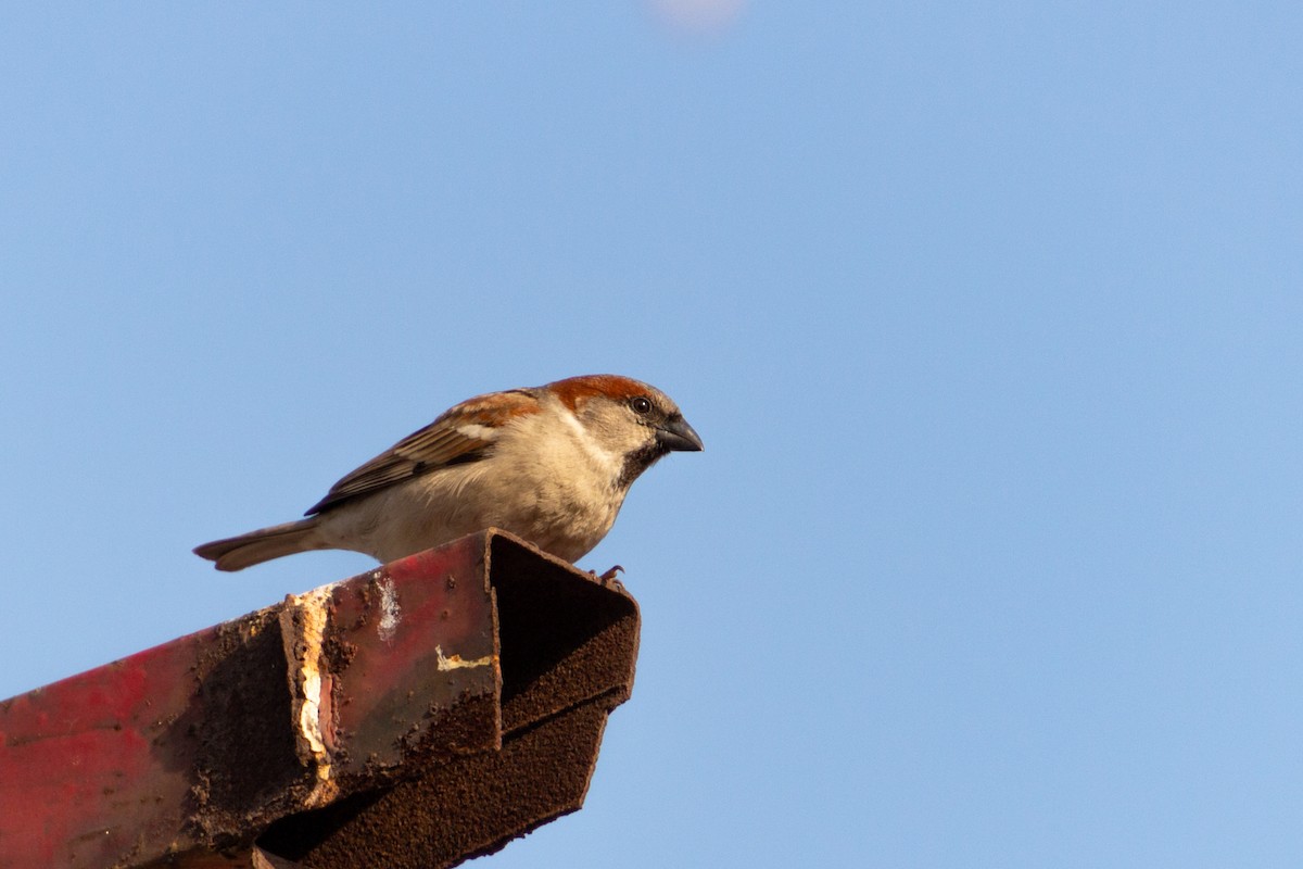 Sind Sparrow - ML638832858