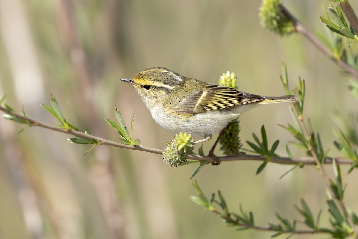 Pallas's Leaf Warbler - ML638832862