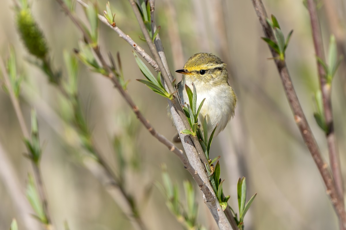 Pallas's Leaf Warbler - ML638832863