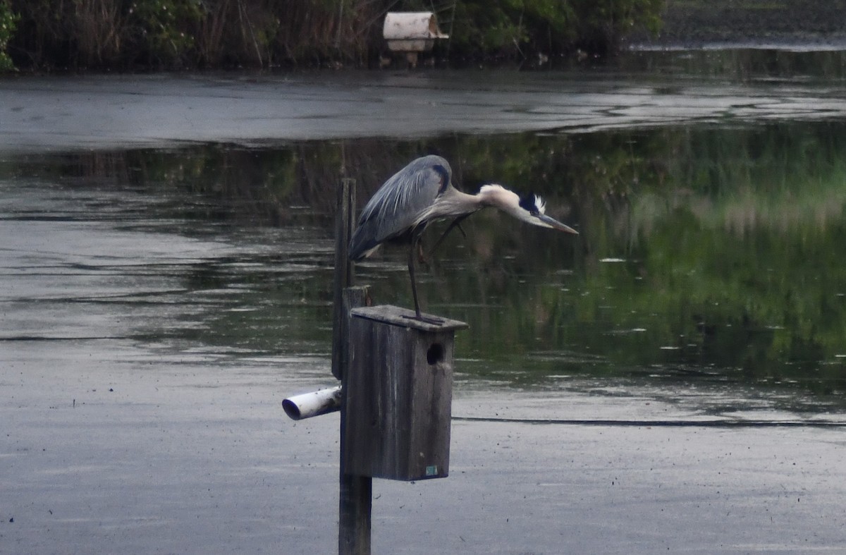 Great Blue Heron (Great Blue) - ML638832924