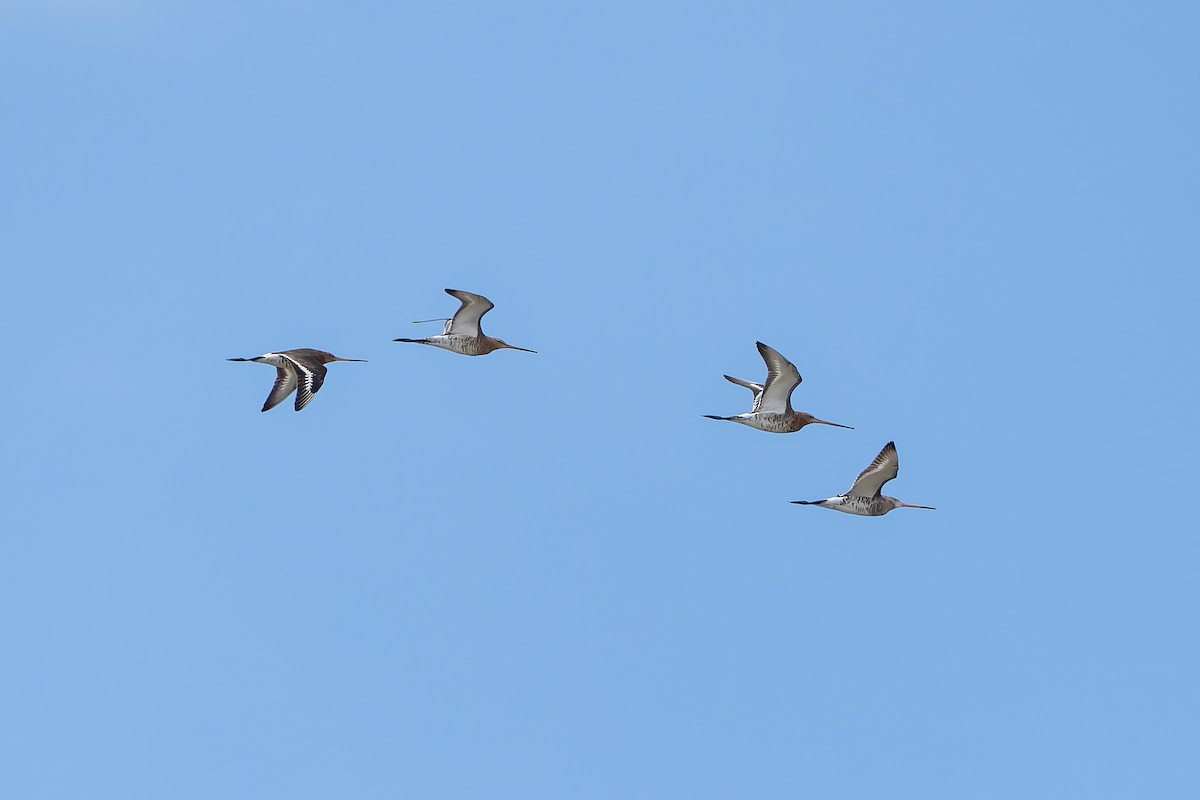 Black-tailed Godwit (melanuroides) - ML638832931