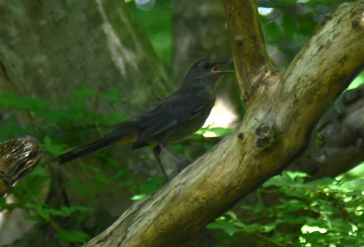 Gray Catbird - ML638832941