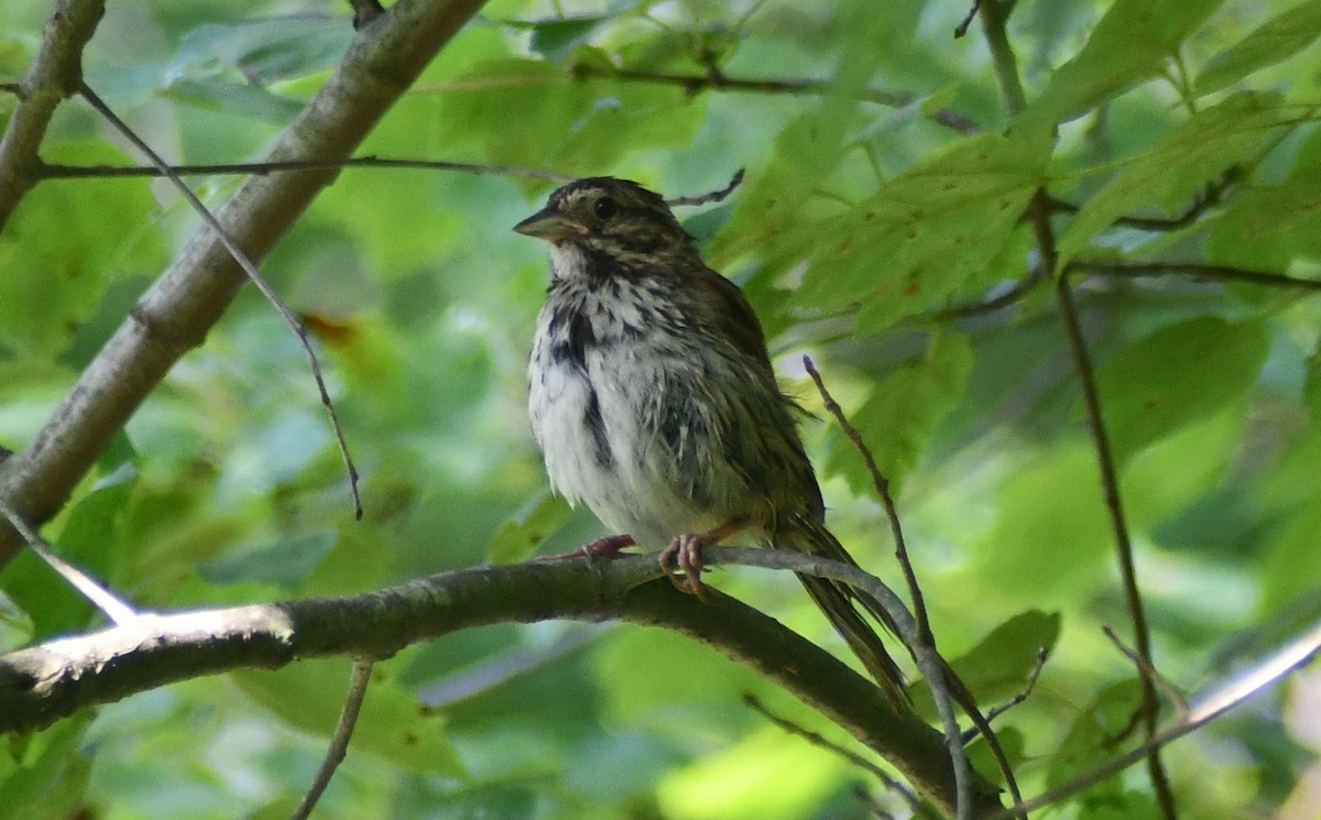 Song Sparrow - ML638832947