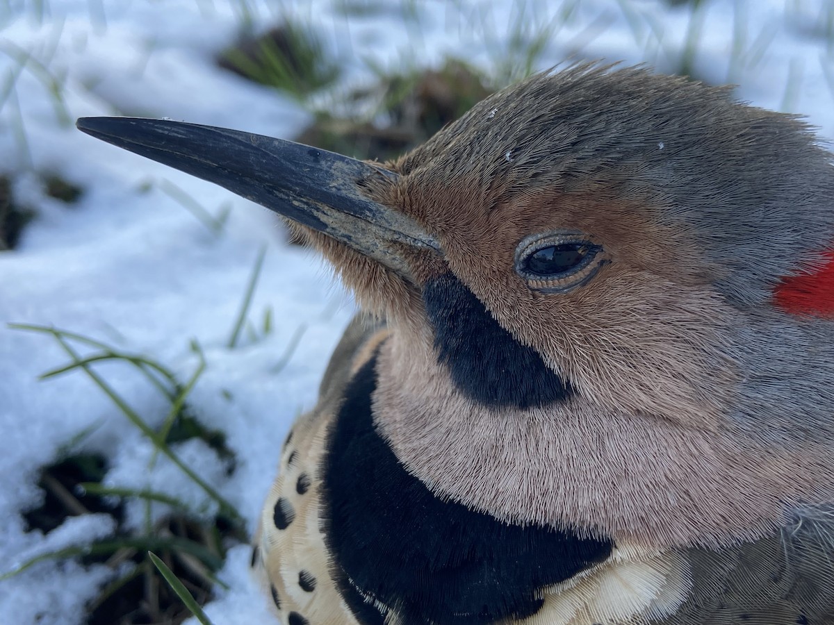 Pic flamboyant (auratus/luteus) - ML638832958