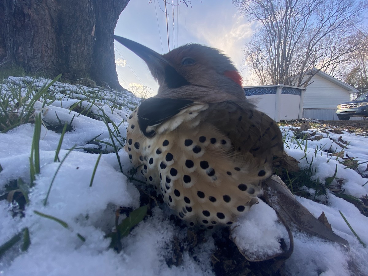 Pic flamboyant (auratus/luteus) - ML638832959